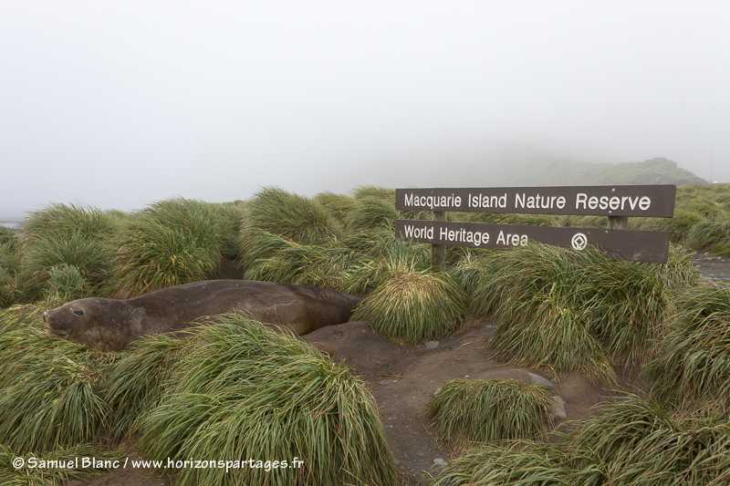 Réserve naturelle de l'île Macquarie