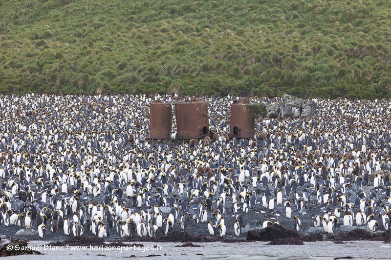 Colonie de manchots royaux à Lusitania Bay