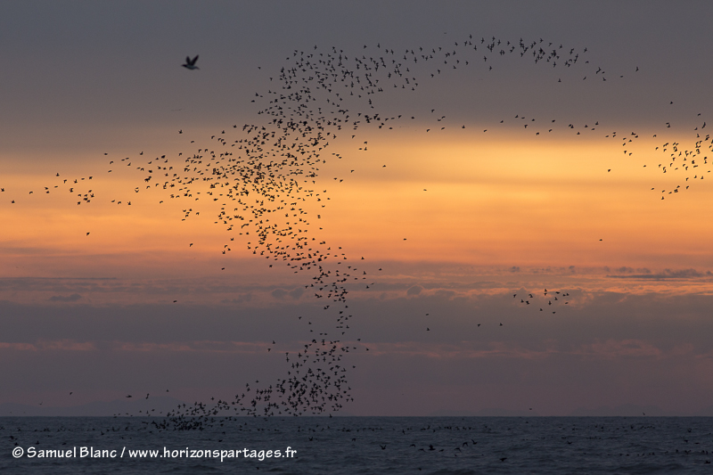 Oiseaux au lever du soleil à Talan