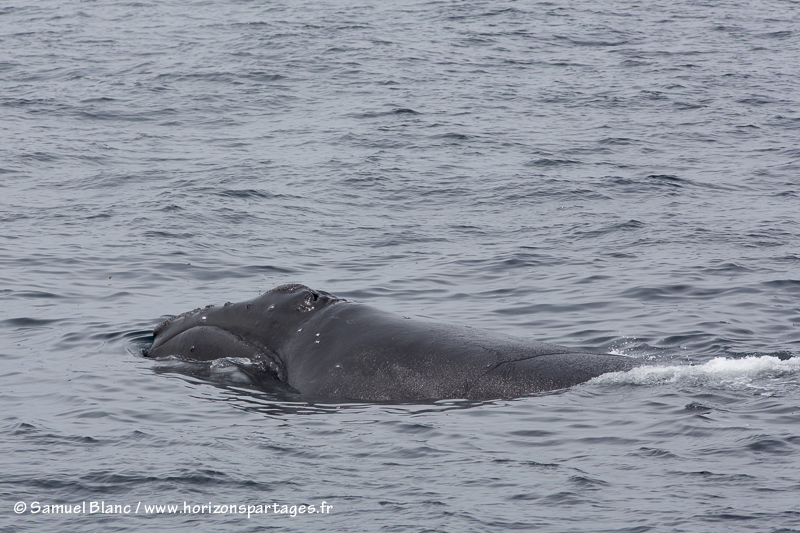 Baleine franche du Pacifique