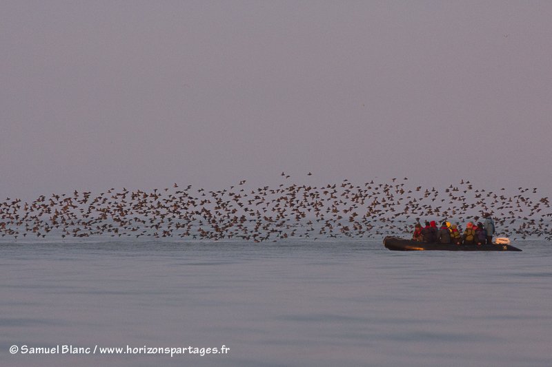 Zodiac au milieu des oiseaux à Talan