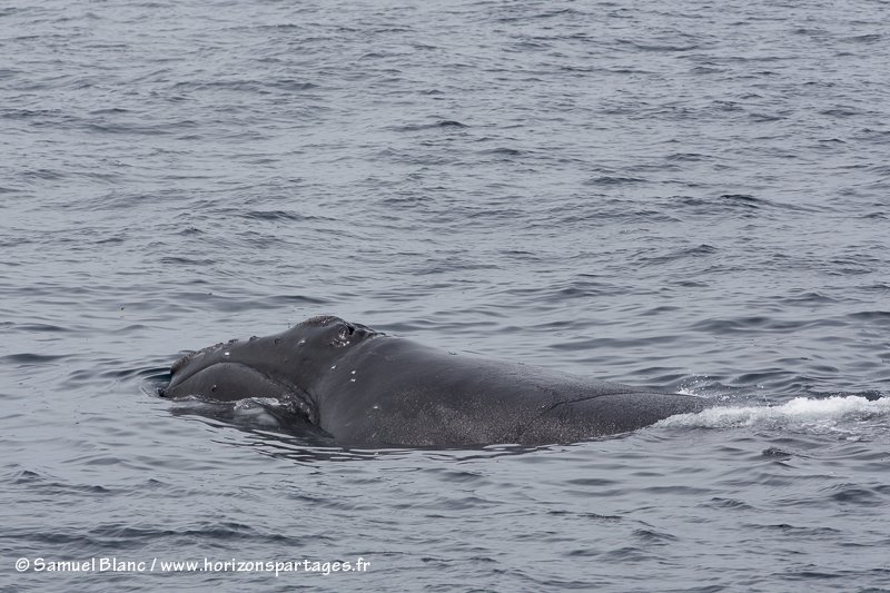 Baleine franche du Pacifique