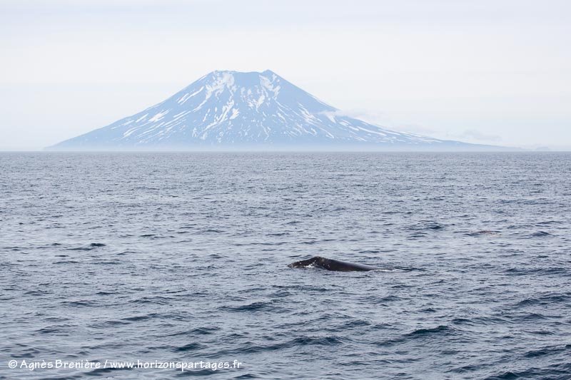 Baleine franche du Pacifique