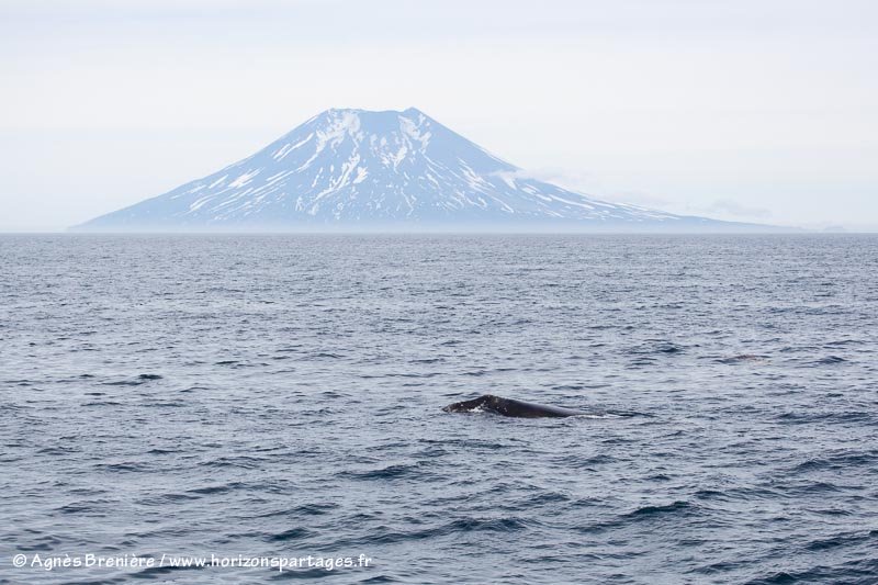 Baleine franche du Pacifique