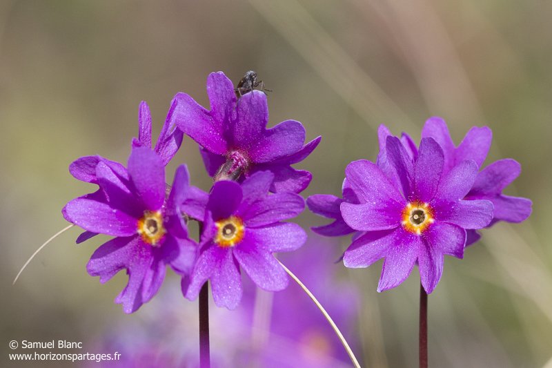 Primula cuneifolia