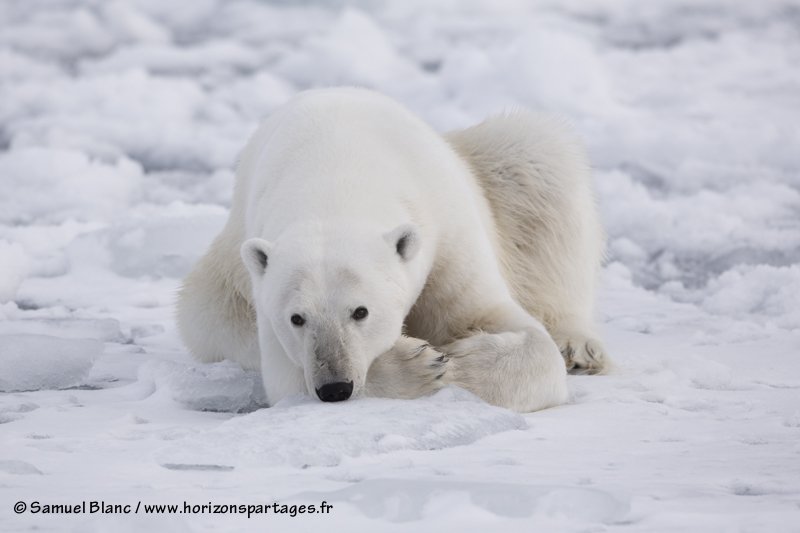 Ours polaire