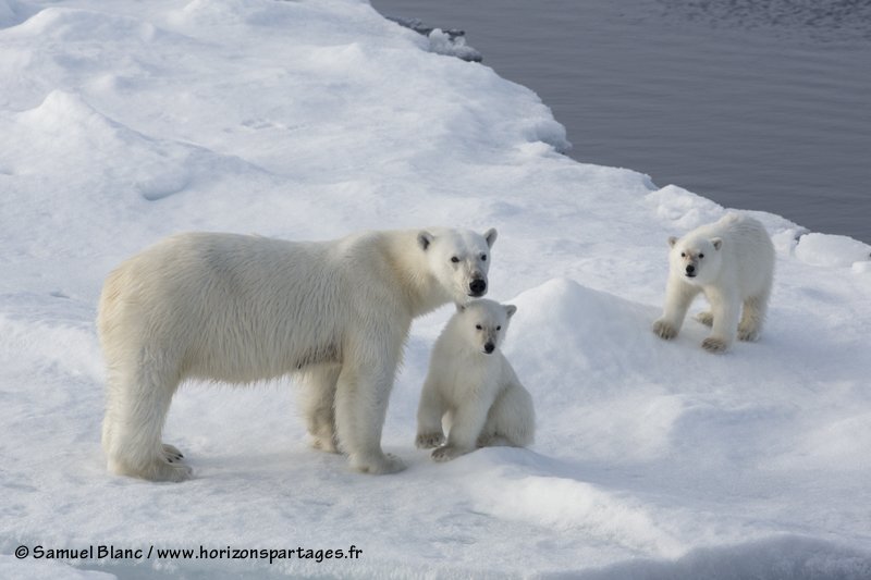 Ours polaires