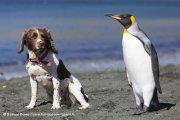 Chien et manchot royal à l'île Macquarie