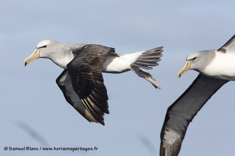 Albatros de Salvin aux îles Bounty