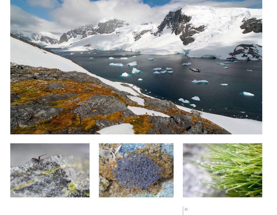 Extrait du livre "Antarctique, voyage en péninsule"
