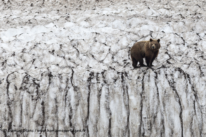 L'ours brun funambule de la mer d'Okhotsk