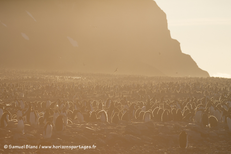 Manchots Adélie à l'île Franklin