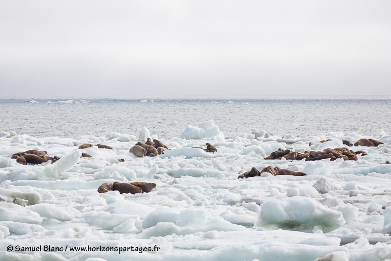 Morses sur la glacé dérivante autour de l'île Wrangel