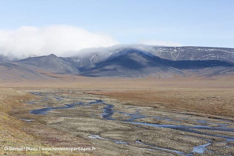 Ile Wrangel en Tchoukotka