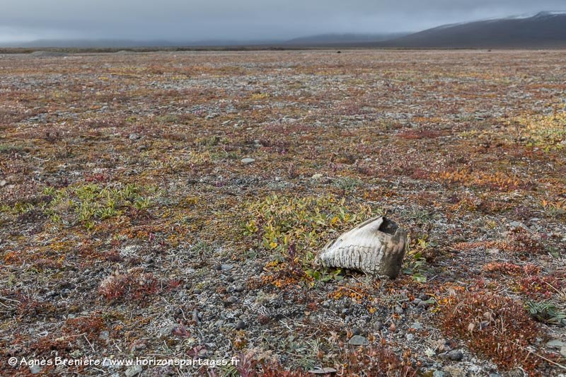 Dent de mammouth sur l'île Wrangel