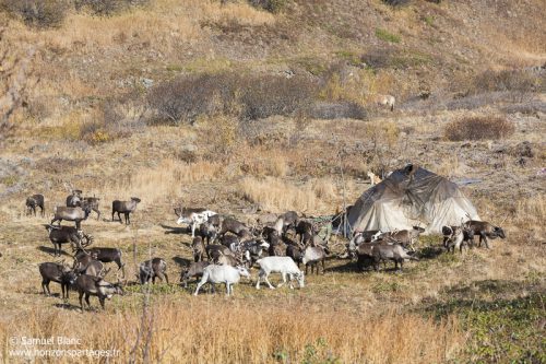 Eleveurs du rennes du Kamtchatka