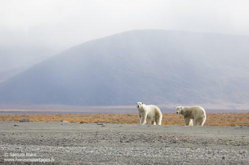 Ours polaires à l'île Wrangel en Tchoukotka