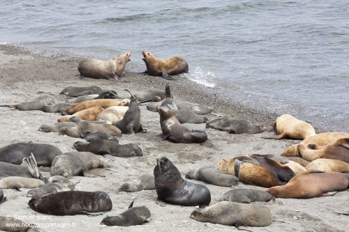 Lions de mer de Steller et otaries à fourrure du Nord en mer d'Okhotsk