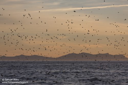 Alcidés en mer d'Okhotsk