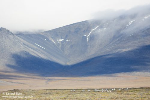 Paysage et oies des neiges à l'île Wrangel en Tchoukotka