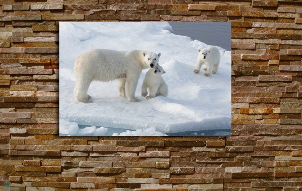 Tirage d'art ours polaires