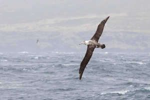Albatros d'Amsterdam