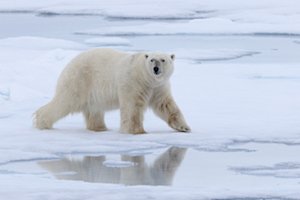 Svalbard