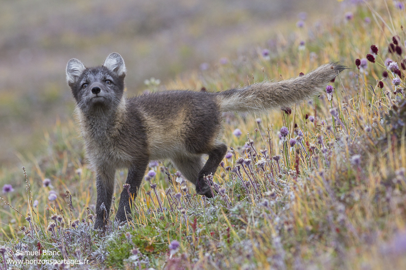 Renard arctique à Wrangel