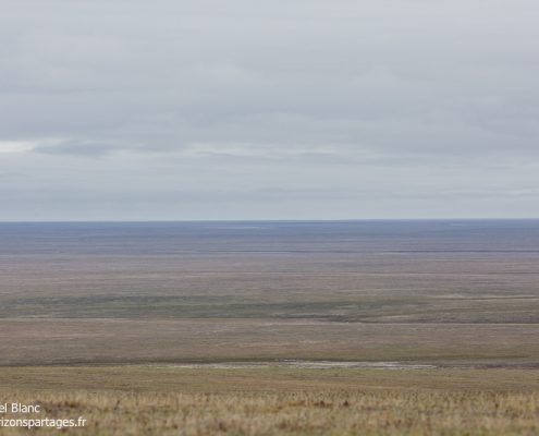 Toundra de l'Akademy de l'île Wrangel