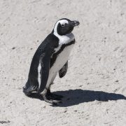 Manchot du Cap en Afrique du Sud