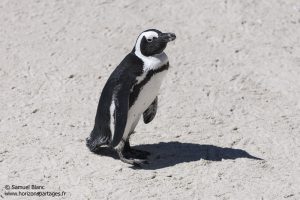 Manchot du Cap en Afrique du Sud