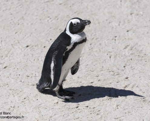 Manchot du Cap en Afrique du Sud