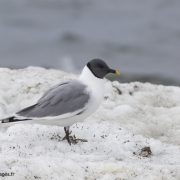 Mouette de Sabine au Spitzberg