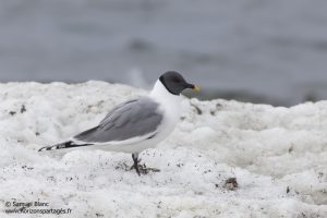 Mouette de Sabine au Spitzberg