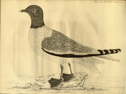 Premier dessin de la mouette de Sabine en 1818