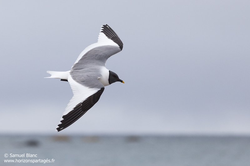 Mouette de Sabine en vol