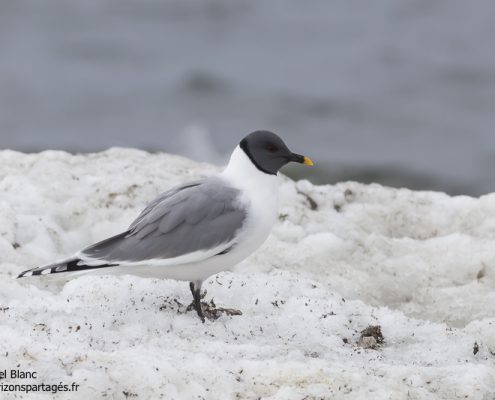 Mouette de Sabine au Spitzberg