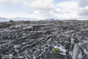 Terre du Nord (Severnaya Zemlya)