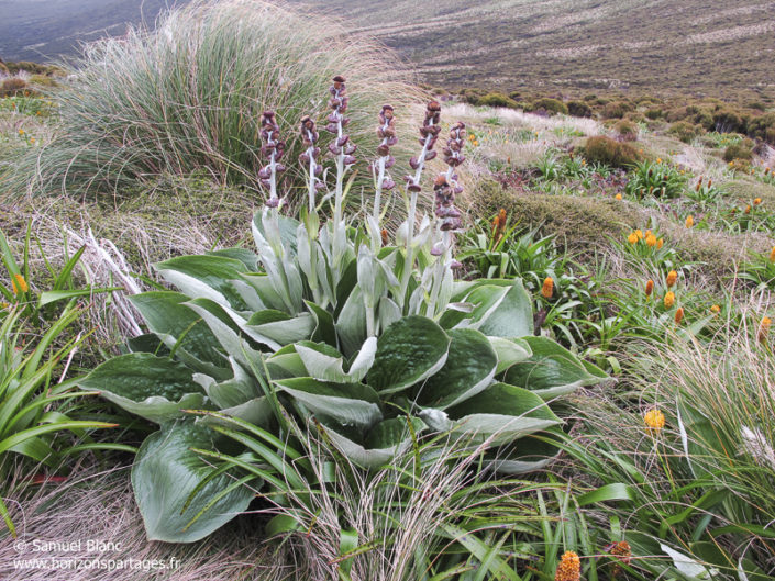 Pleurophyllum criniferum