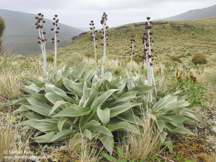 Pleurophyllum hookeri