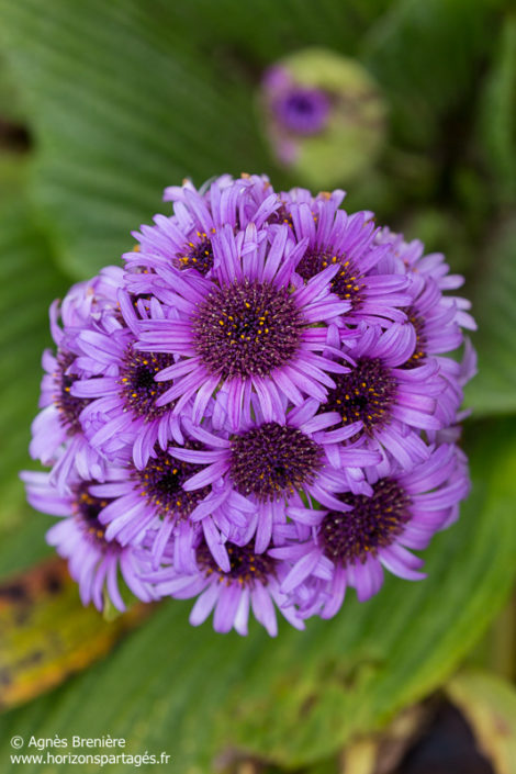 Pleurophyllum speciosum