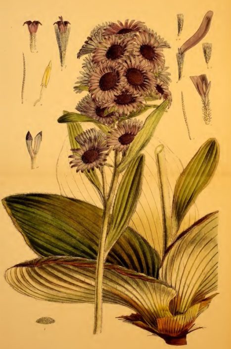 Pleurophyllum speciosum © Walter Hood Fitch