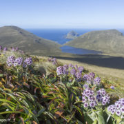 Pleurophyllum speciosum à l'île Campbell