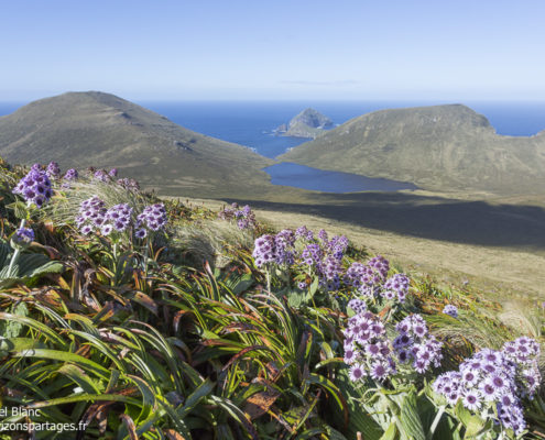 Pleurophyllum speciosum à l'île Campbell