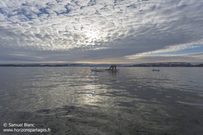 Ours polaire sur la glace au Spitzberg