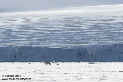Ourse et son ourson en chasse sur la banquise au Spitzberg