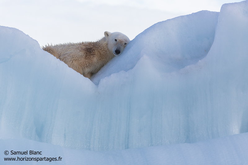 Ours polaire dormant sur un iceberg au Spitzberg