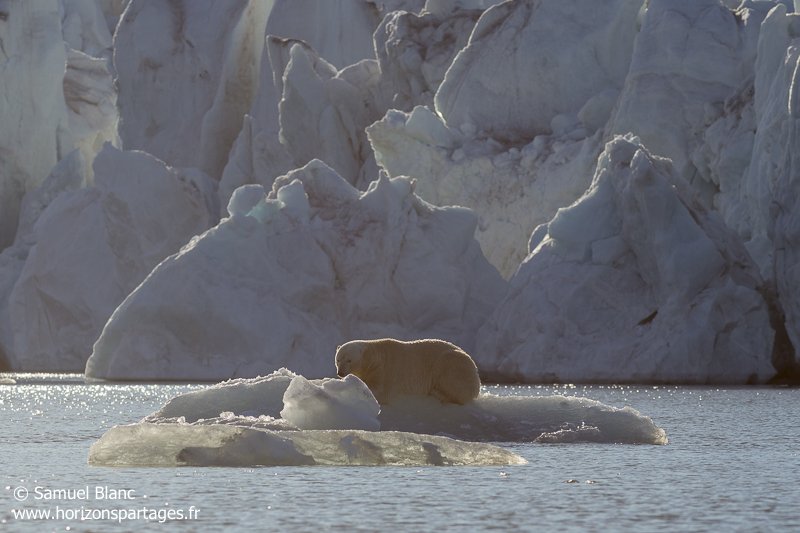 Ours polaire sur un morceau de glace au Spitzberg