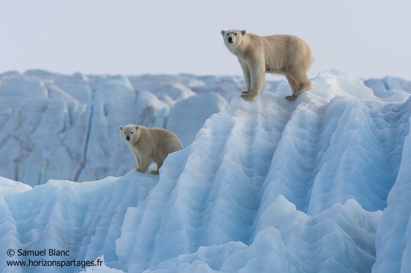 Ourse et son ourson sur un iceberg bleu au Spitzberg