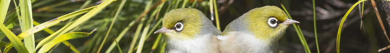 Silvereye